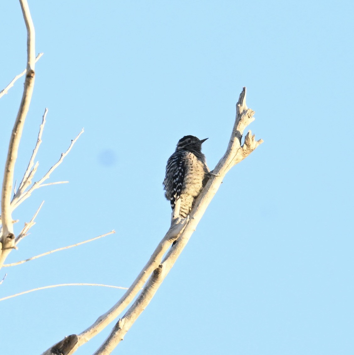 leiderspett - ML644566121