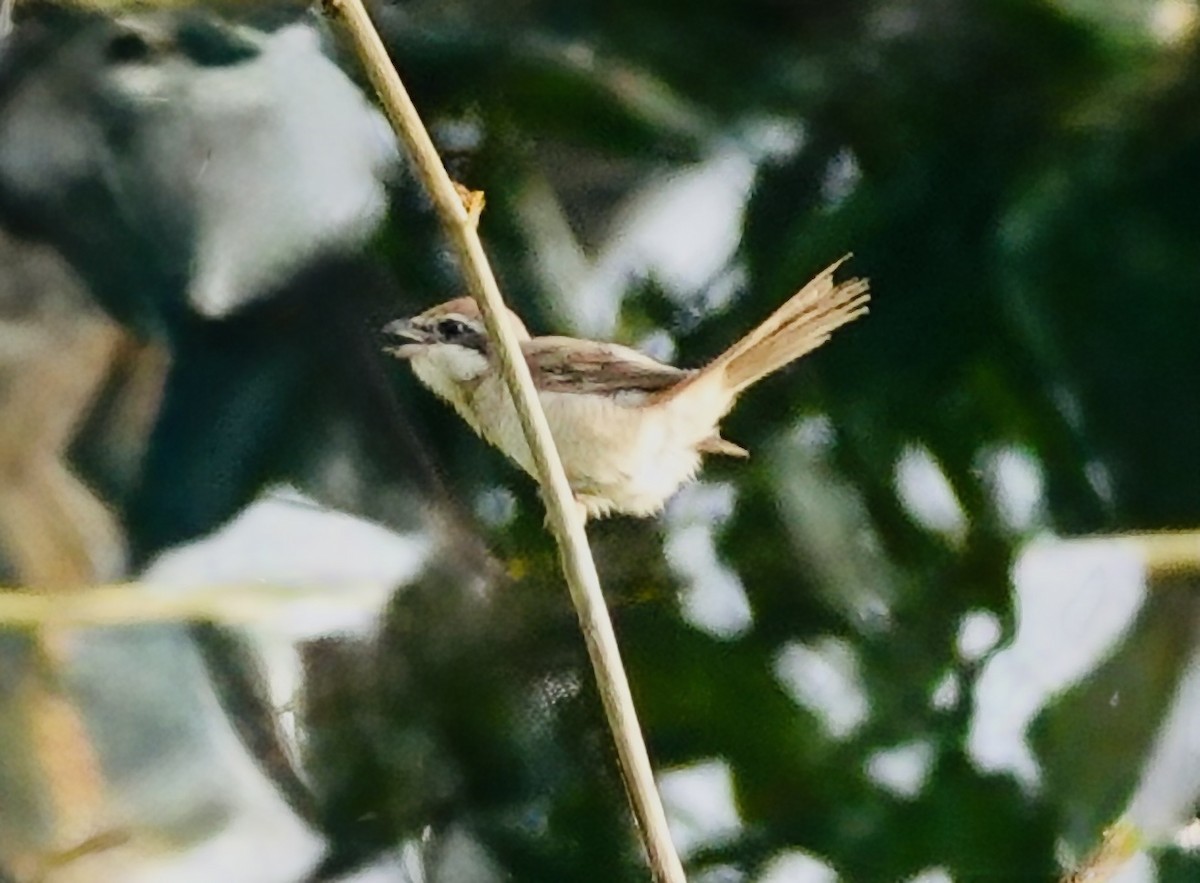 Brown Shrike - ML644566122