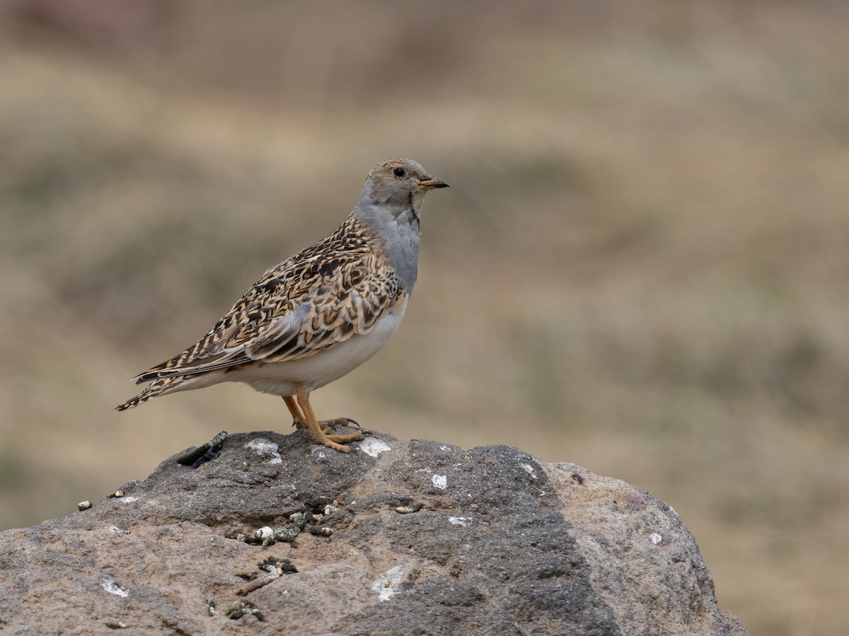 písečník šedoprsý - ML644566128