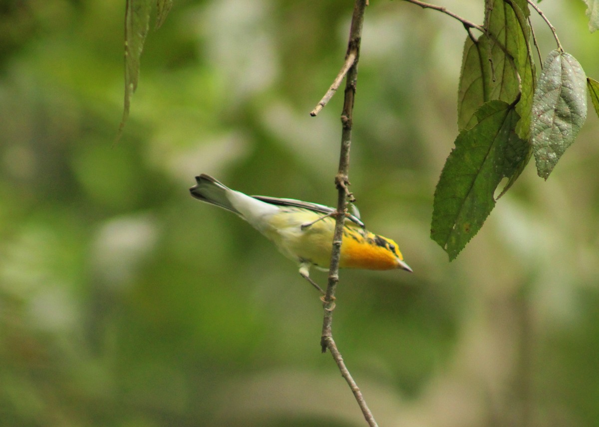 Reinita Gorjinaranja - ML644566129