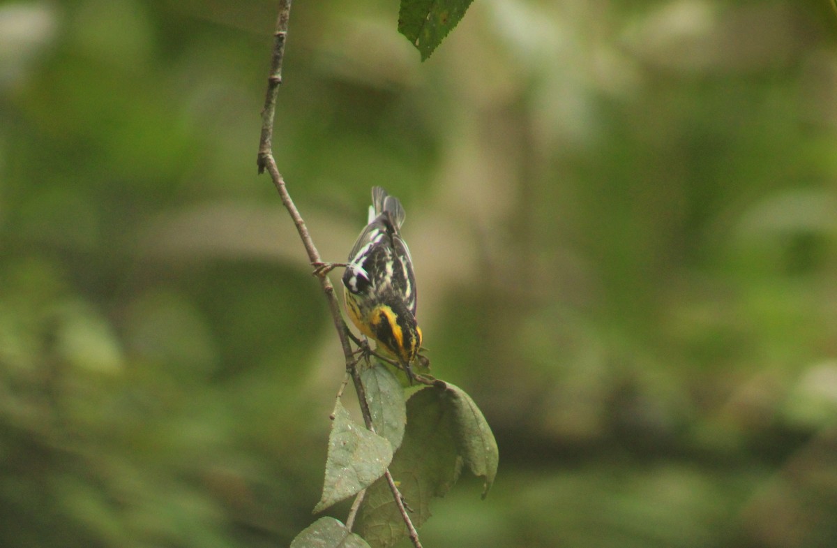 Reinita Gorjinaranja - ML644566131