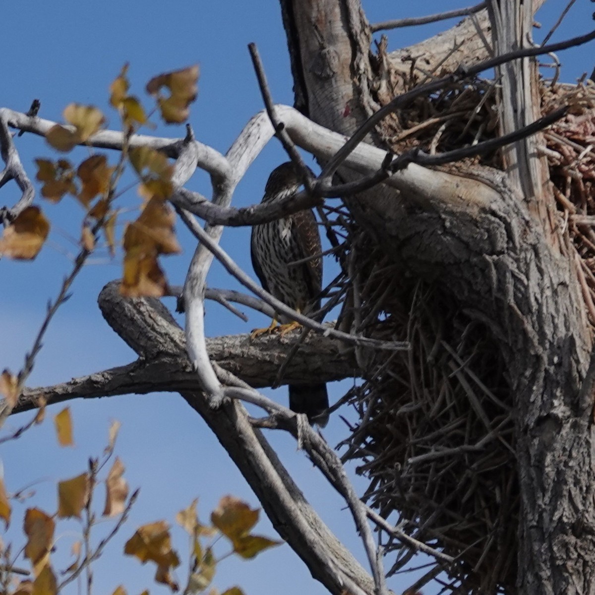 Яструб чорноголовий - ML644566139