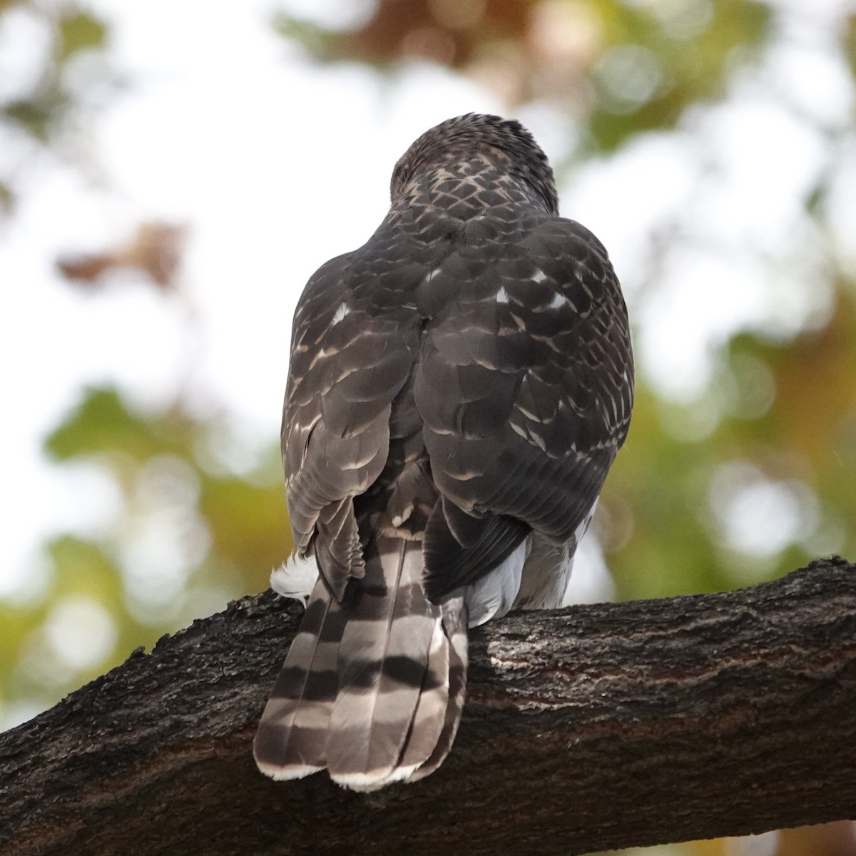 Яструб чорноголовий - ML644566140