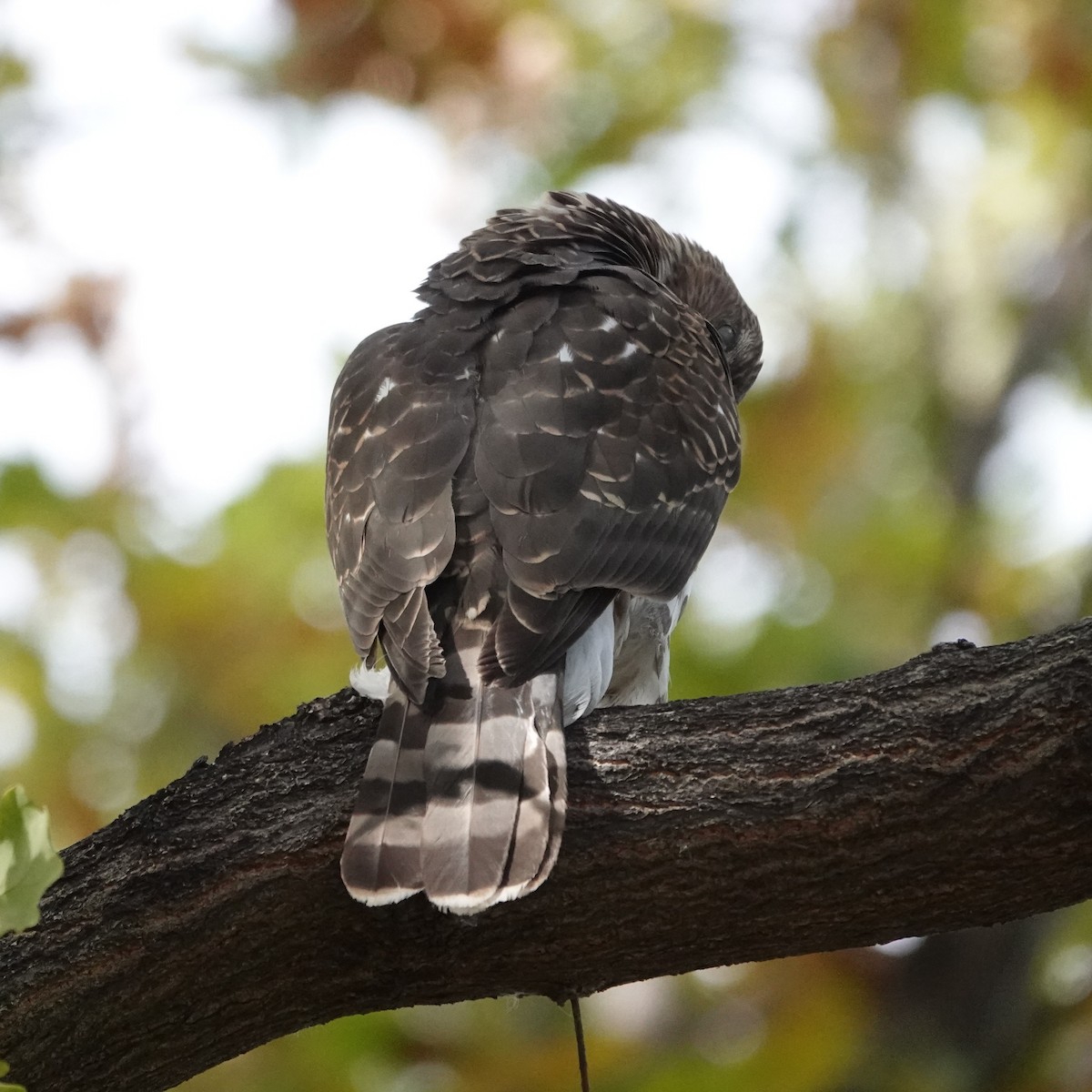 Яструб чорноголовий - ML644566141