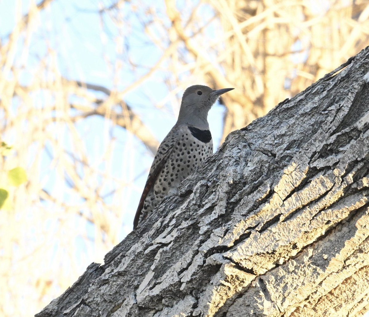 Northern Flicker (Red-shafted) - ML644566142