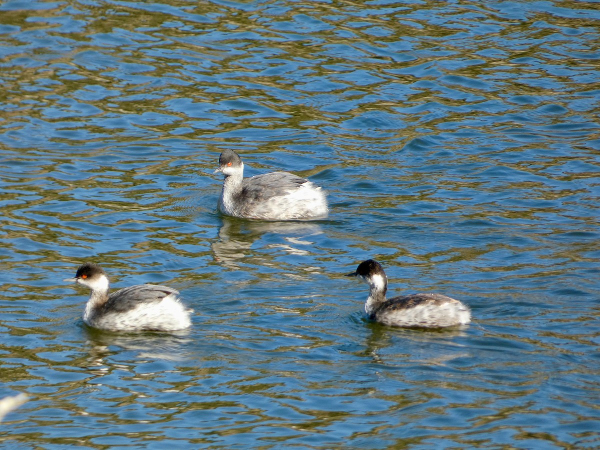 Eared Grebe - ML644566151