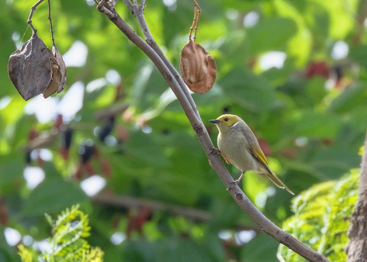 Медник блідий - ML644566160