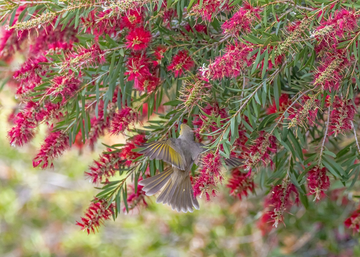 Медник блідий - ML644566162