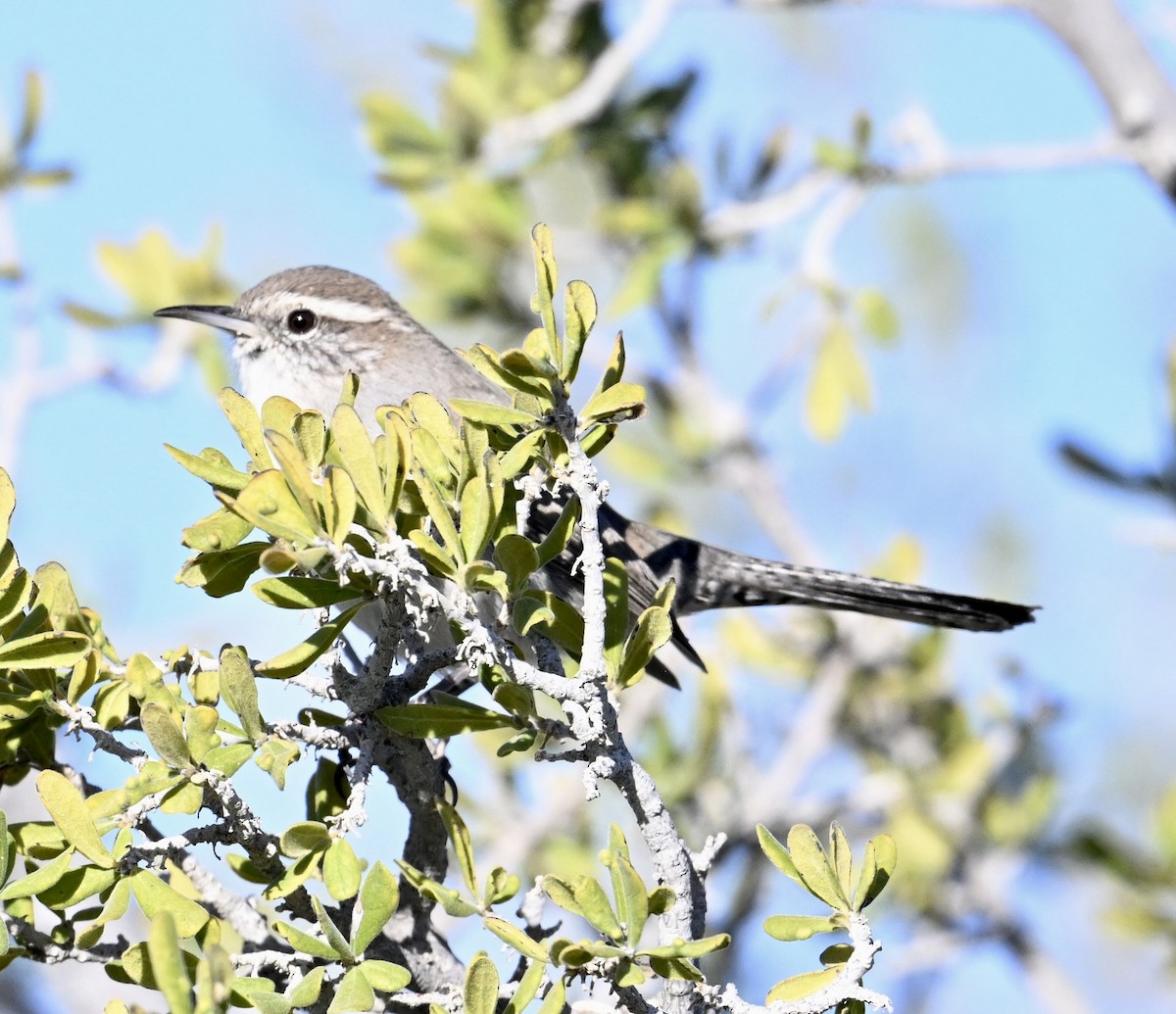 Длиннохвостый крапивник - ML644566164