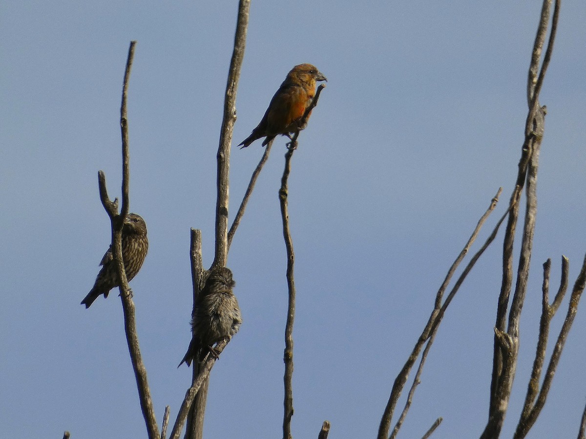 Mokoker arrunta - ML644566178