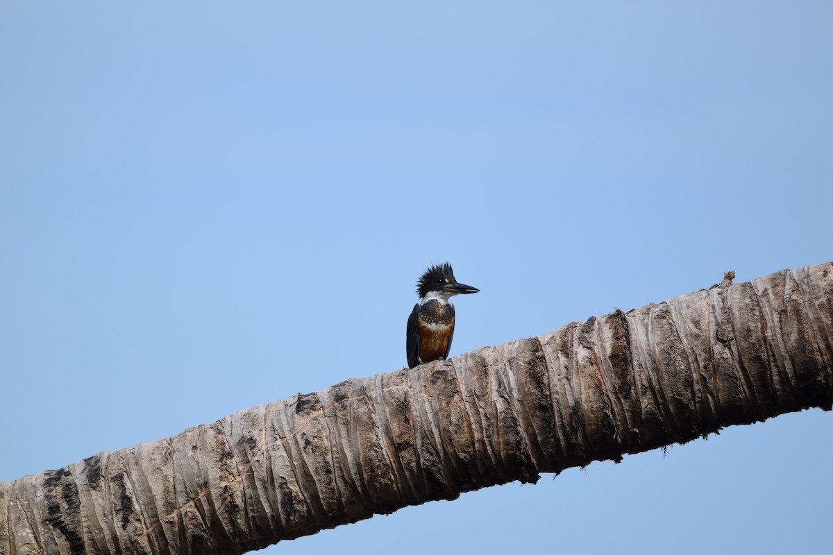 クビワヤマセミ - ML644566179