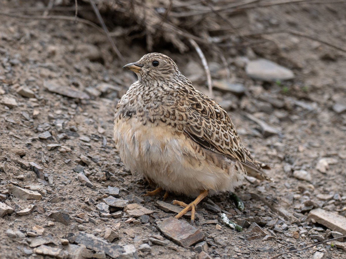 písečník šedoprsý - ML644566181