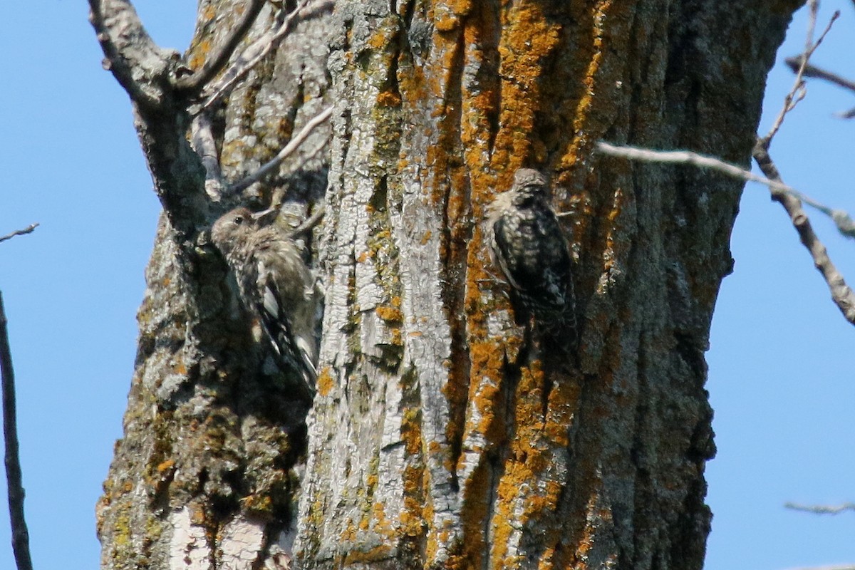 Yellow-bellied Sapsucker - ML644566182