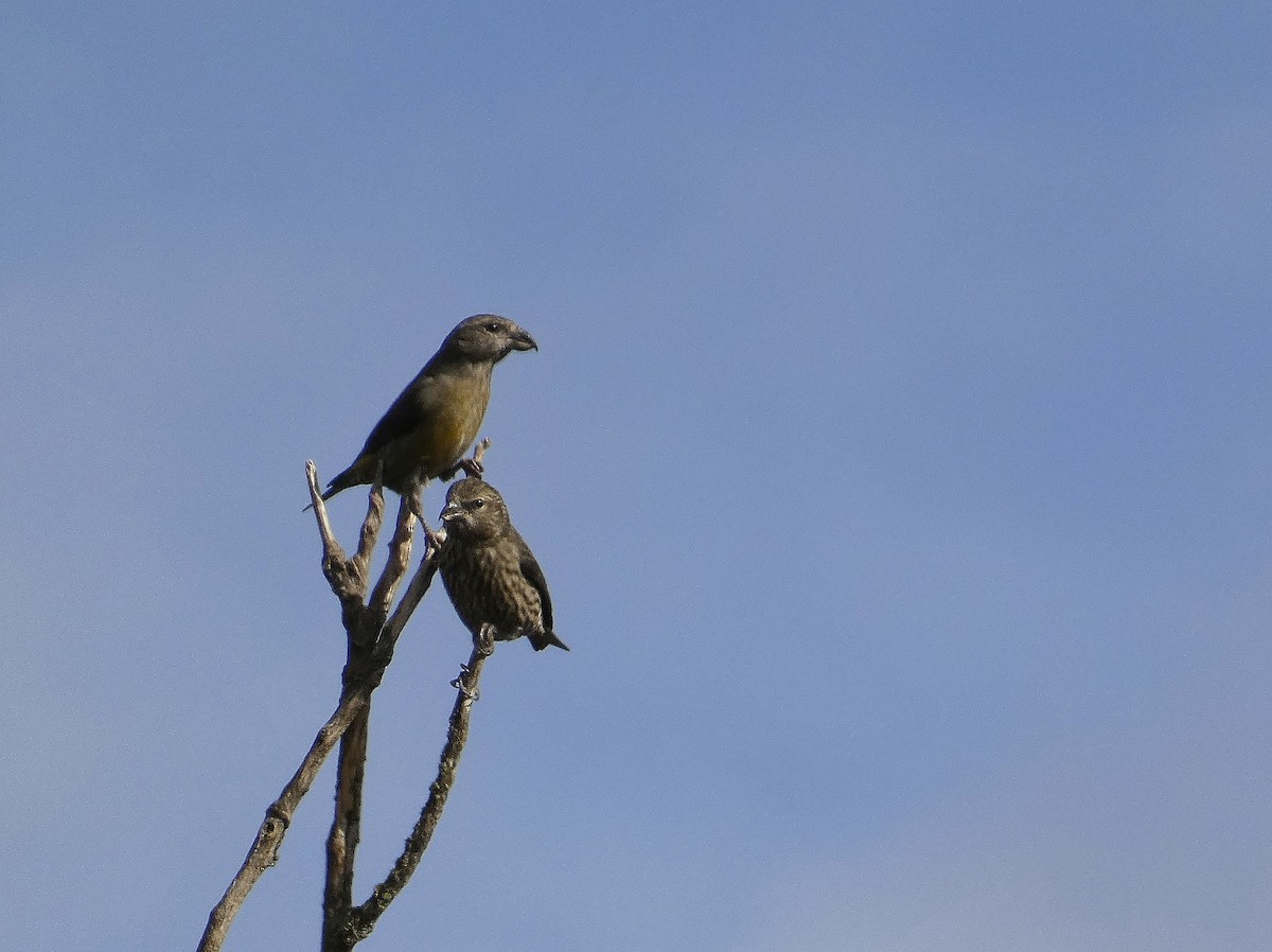 Mokoker arrunta - ML644566184