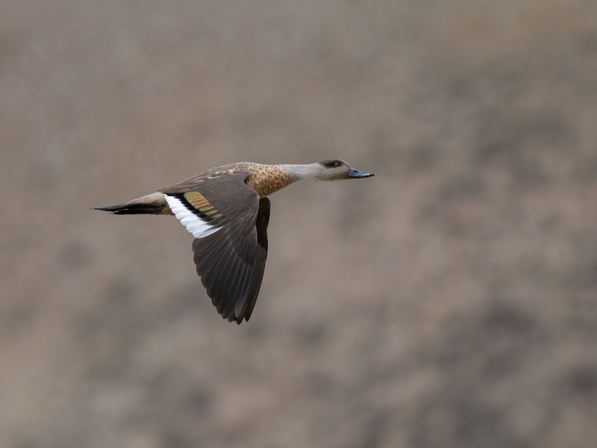 Crested Duck - ML644566185
