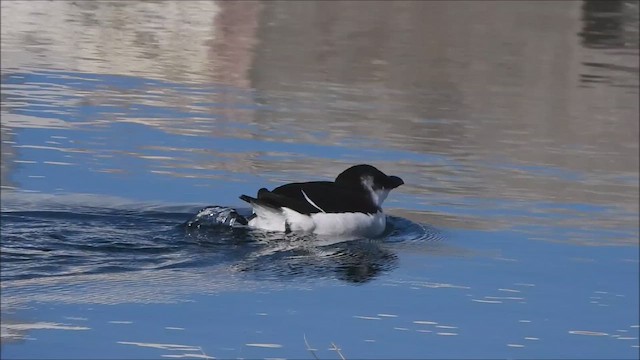 Pottorro arrunta - ML644566204