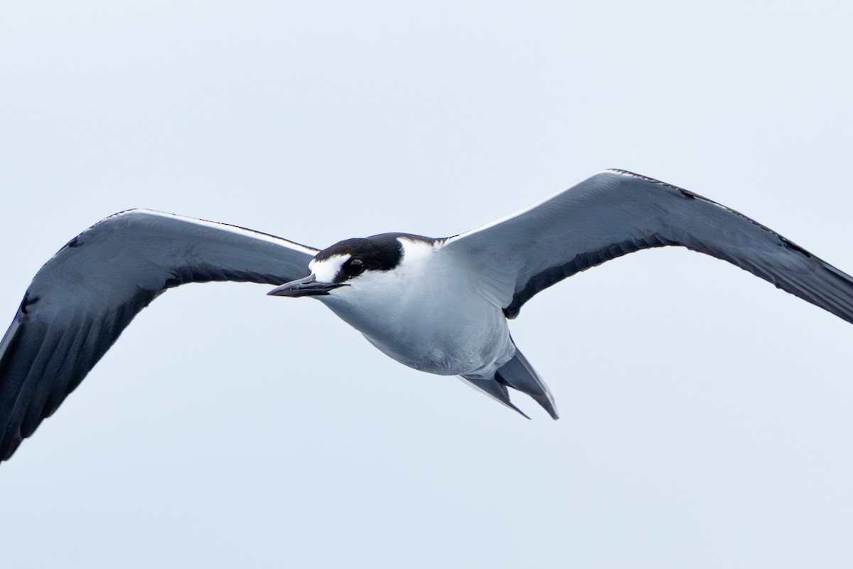 Sooty Tern - ML644566206