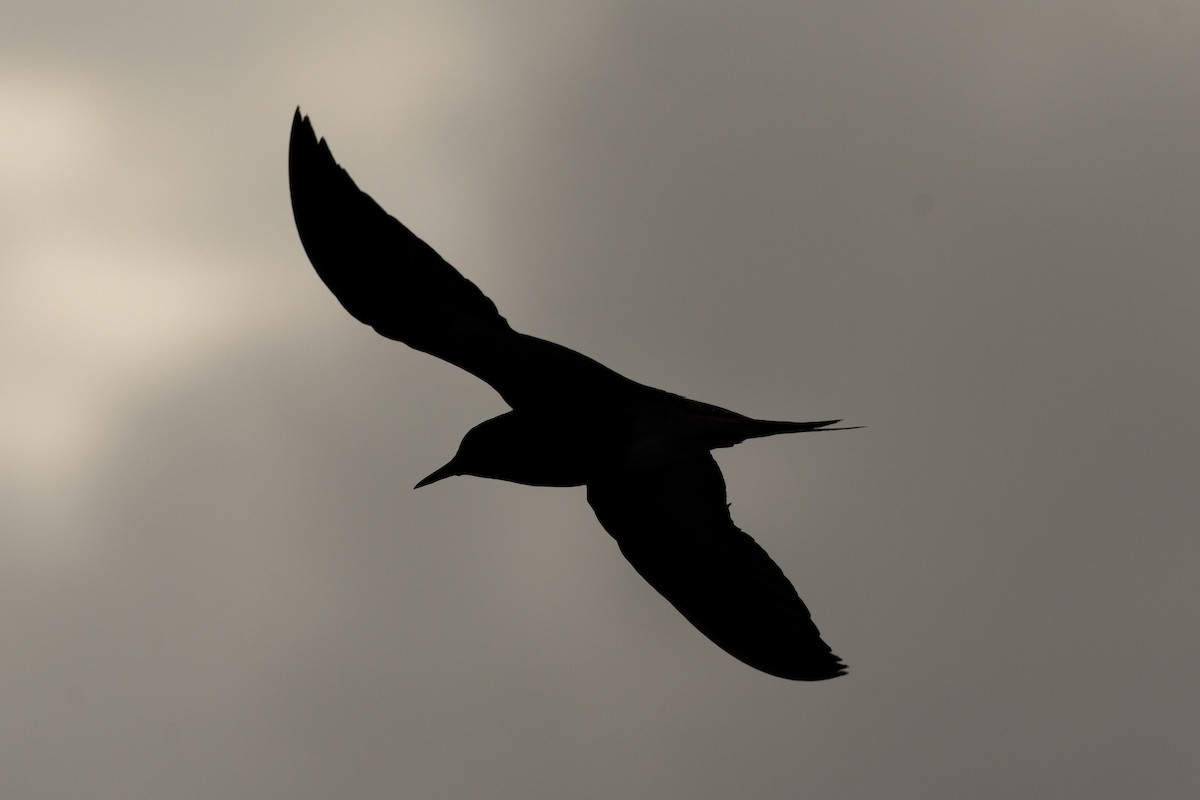 Sooty Tern - ML644566207