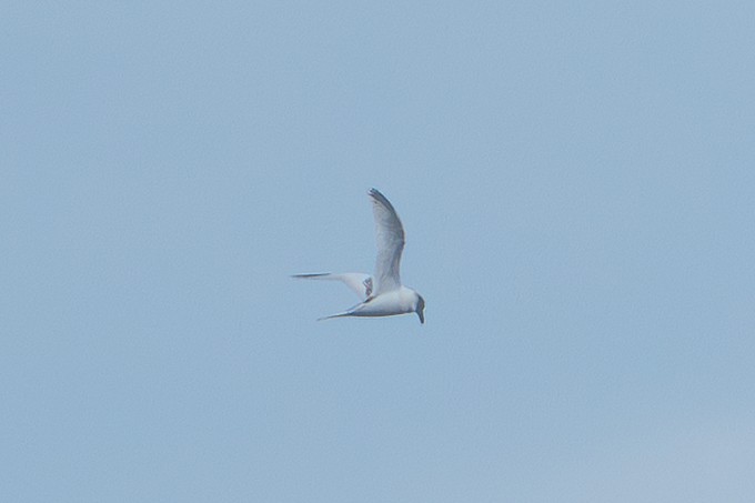 White-tailed Tropicbird - ML644566213
