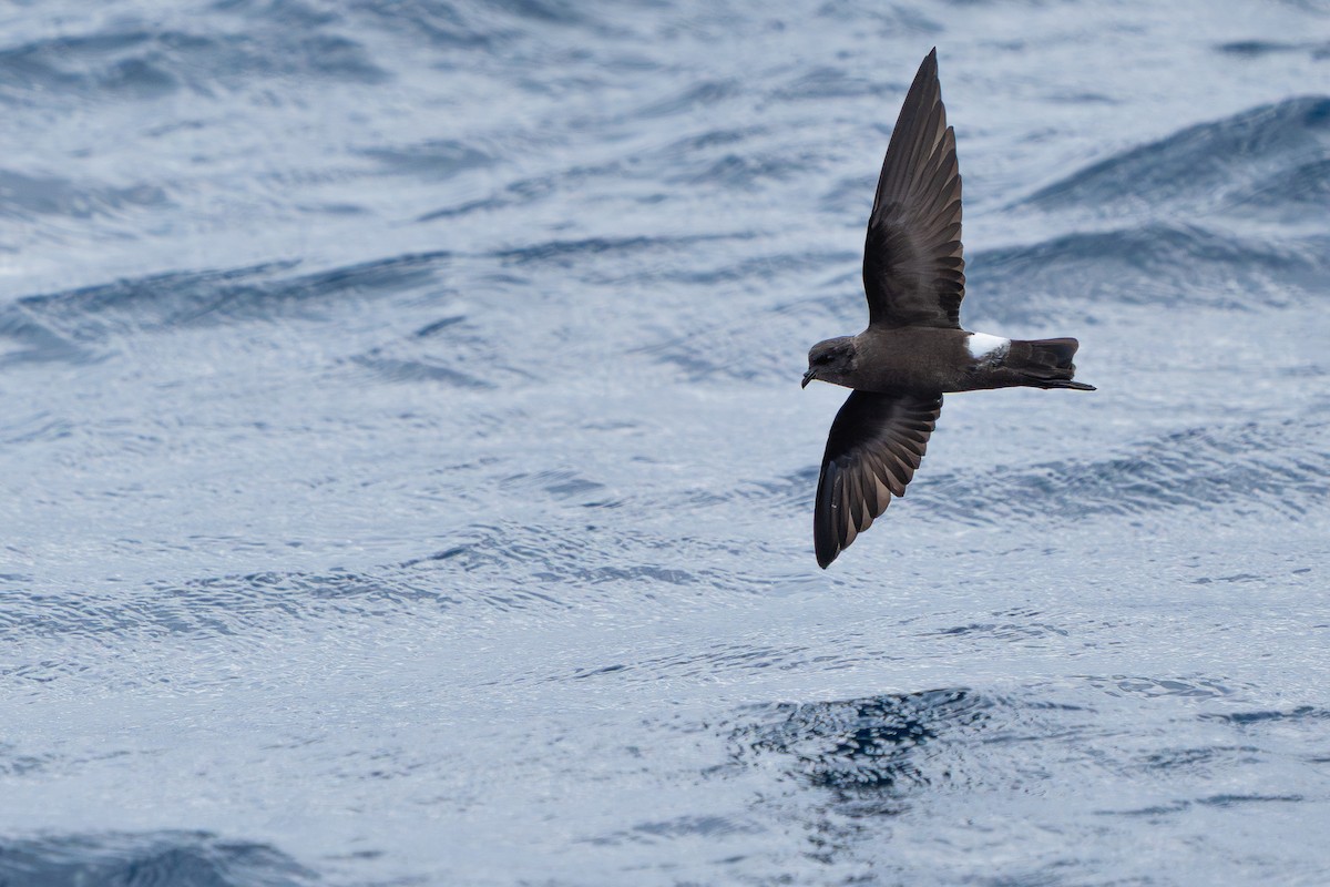 Wilson's Storm-Petrel - ML644566217
