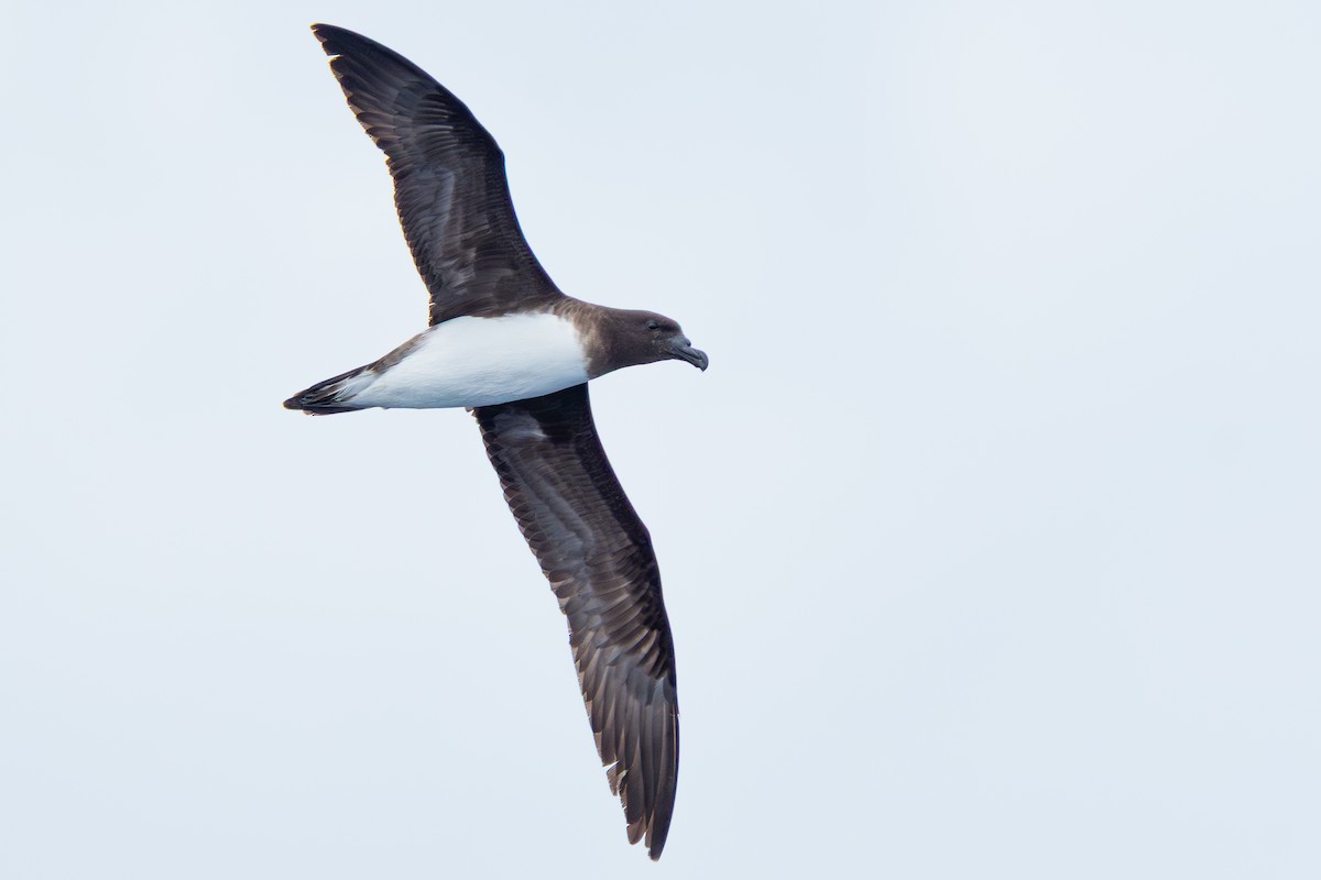 Tahiti Petrel - ML644566221