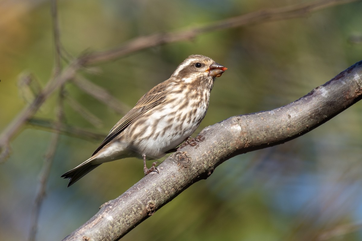 Purple Finch (Eastern) - ML644566223