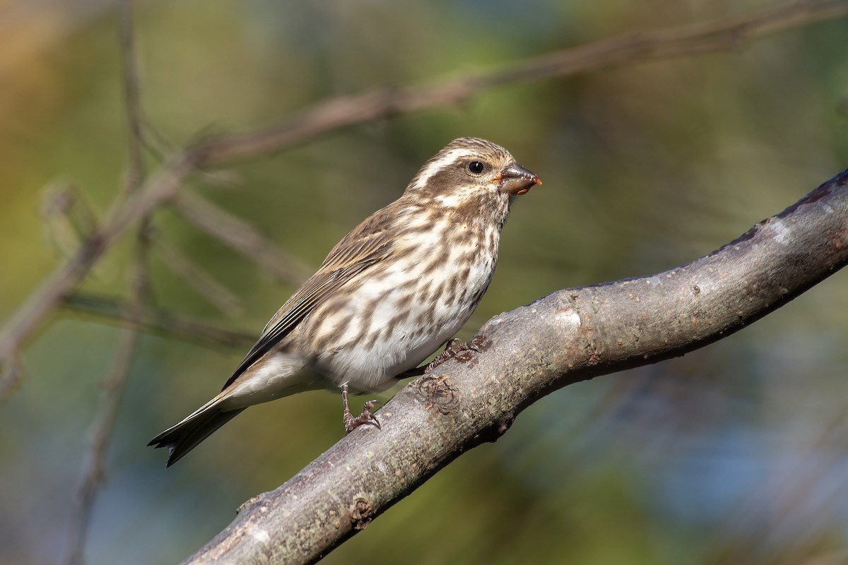 Purple Finch (Eastern) - ML644566224