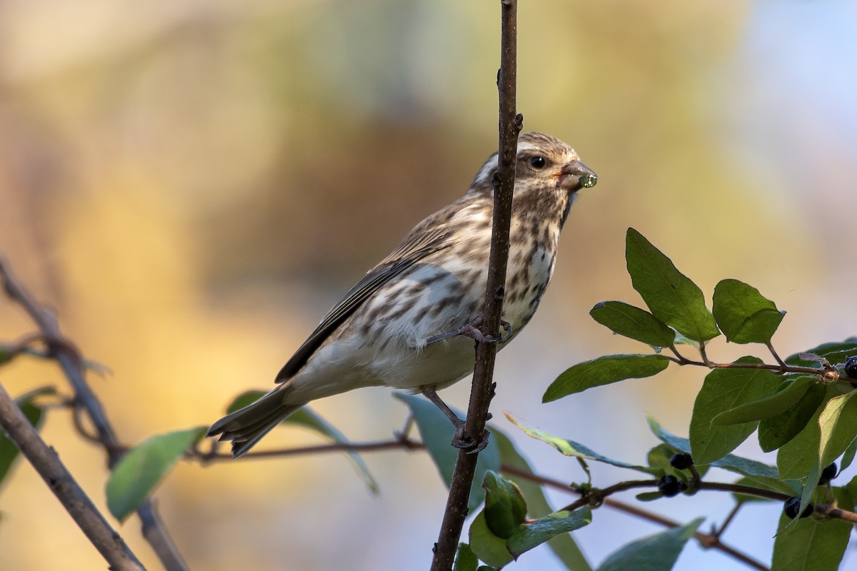 Purple Finch (Eastern) - ML644566226