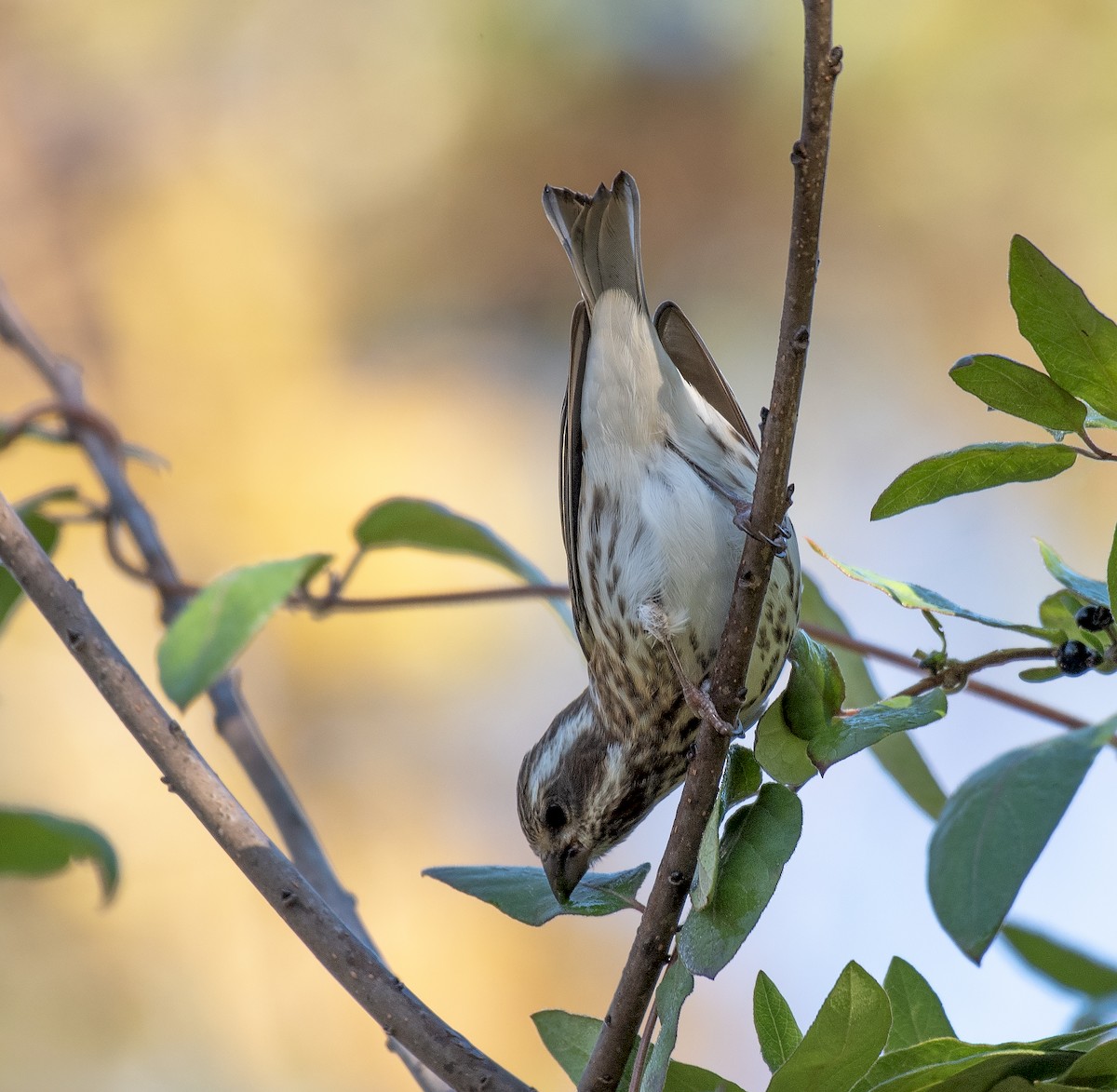 Purple Finch (Eastern) - ML644566227