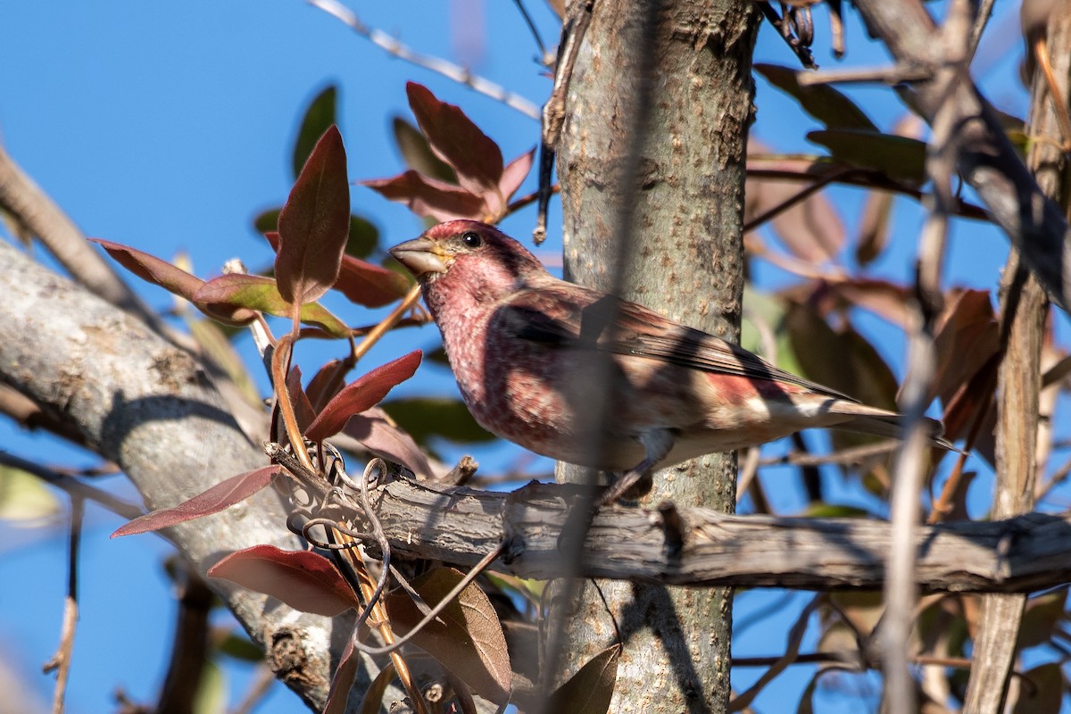 Purple Finch (Eastern) - ML644566228