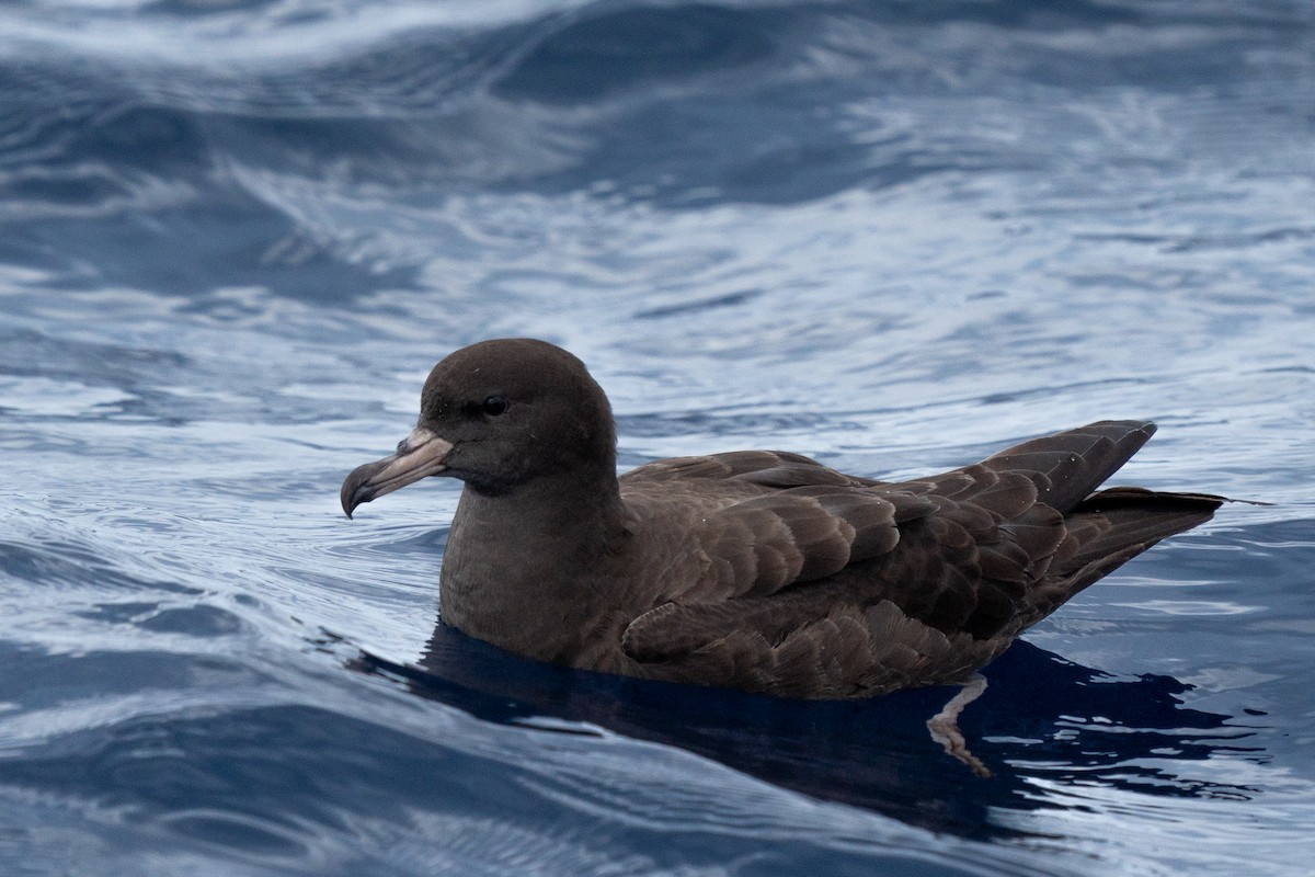 Flesh-footed Shearwater - ML644566232