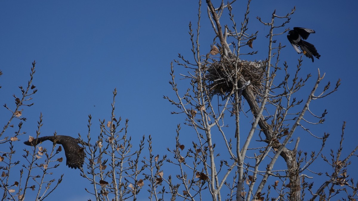 Яструб чорноголовий - ML644566233