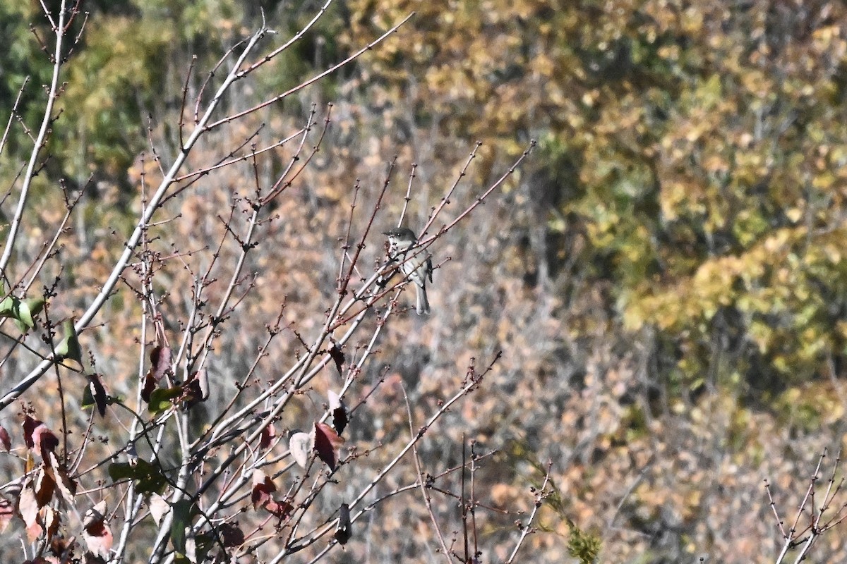 Eastern Phoebe - ML644566235