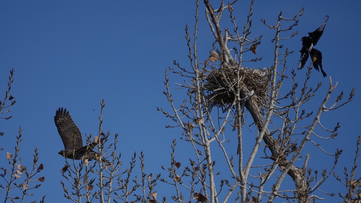 Сорока канадська - ML644566242