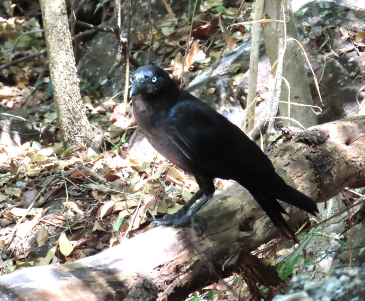 Torresian Crow - ML644566245