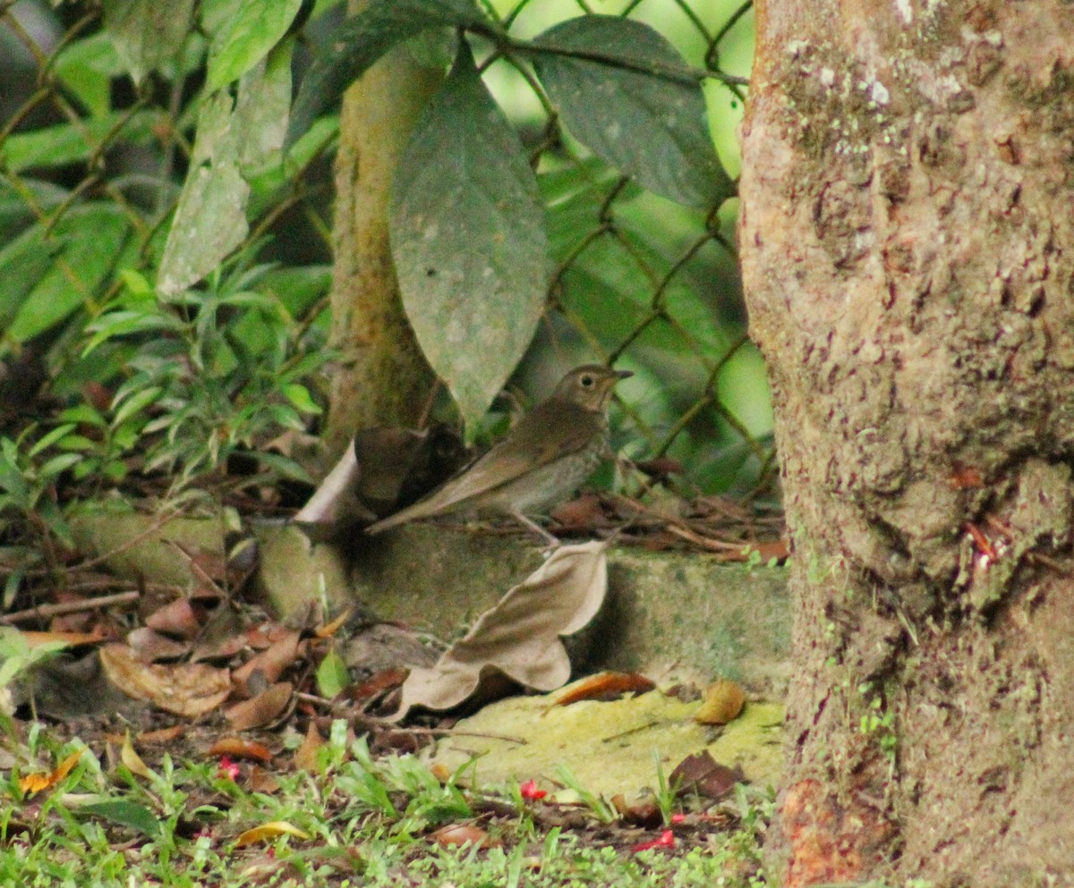 オリーブチャツグミ - ML644566250