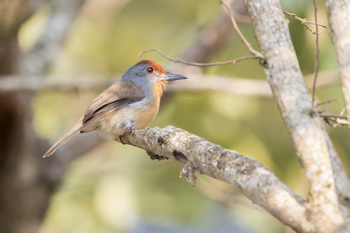 Rufous-capped Nunlet - ML644566251