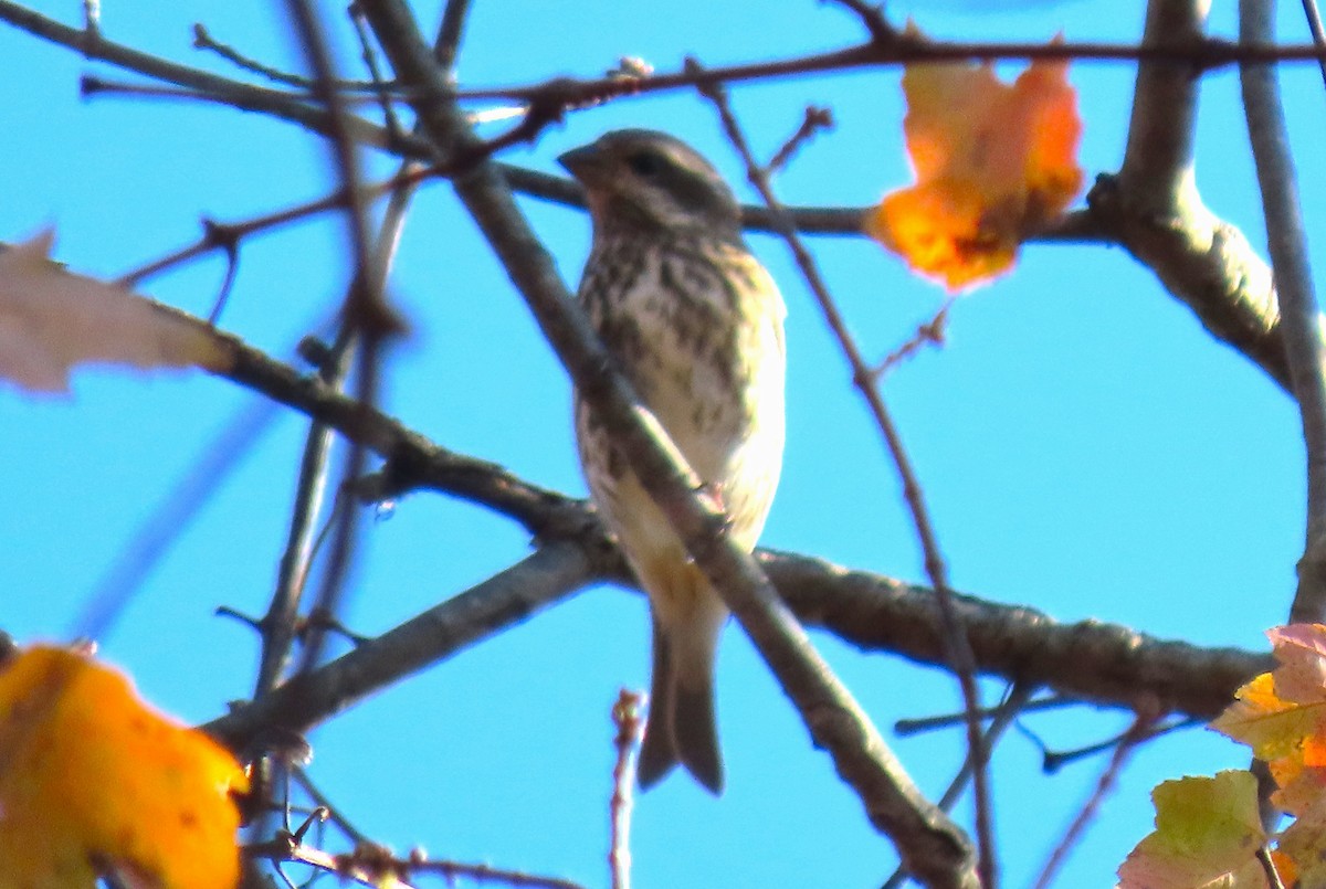 Purple Finch - ML644566262