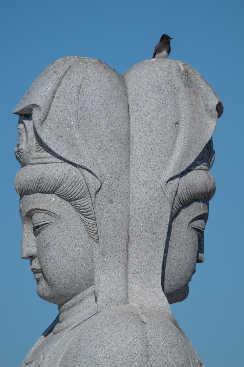 svartfibi - ML644566266