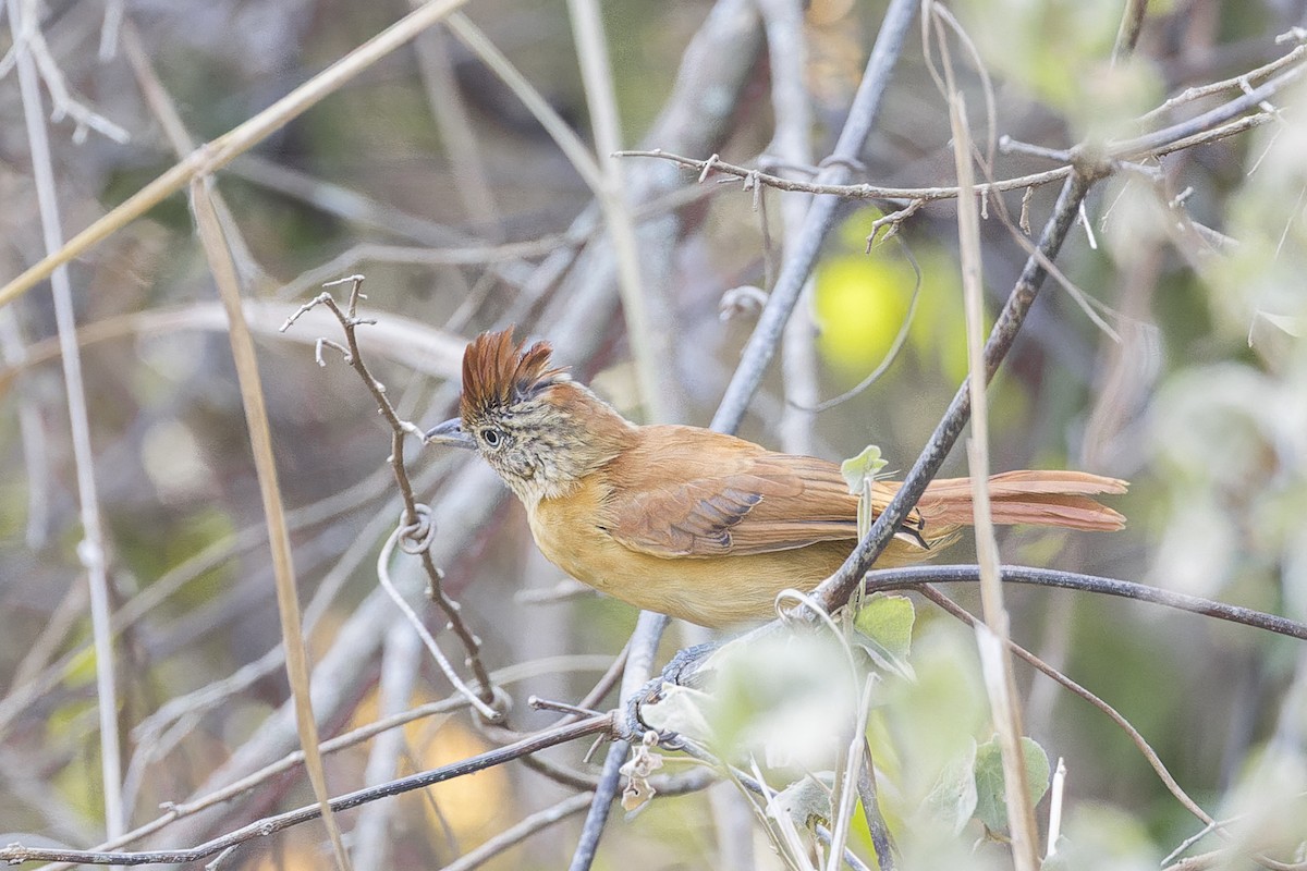 Barred Antshrike - ML644566268
