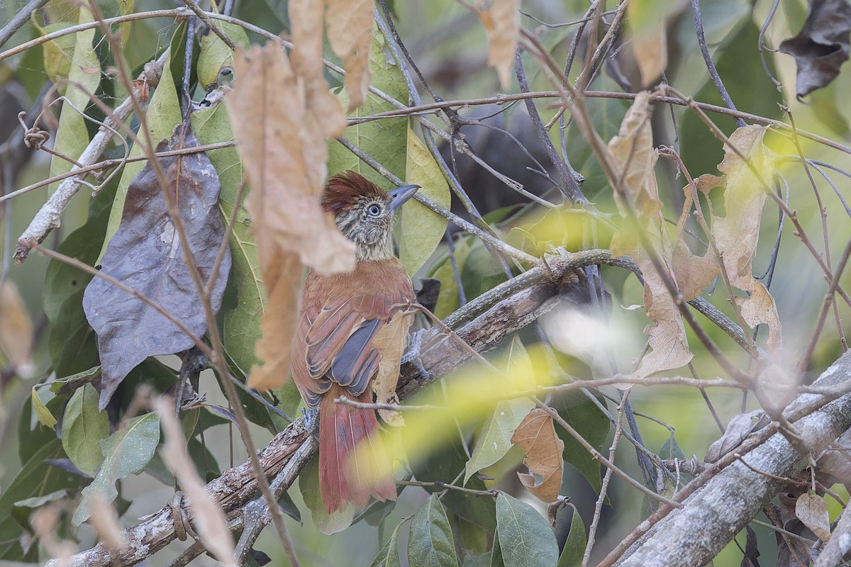 Barred Antshrike - ML644566269