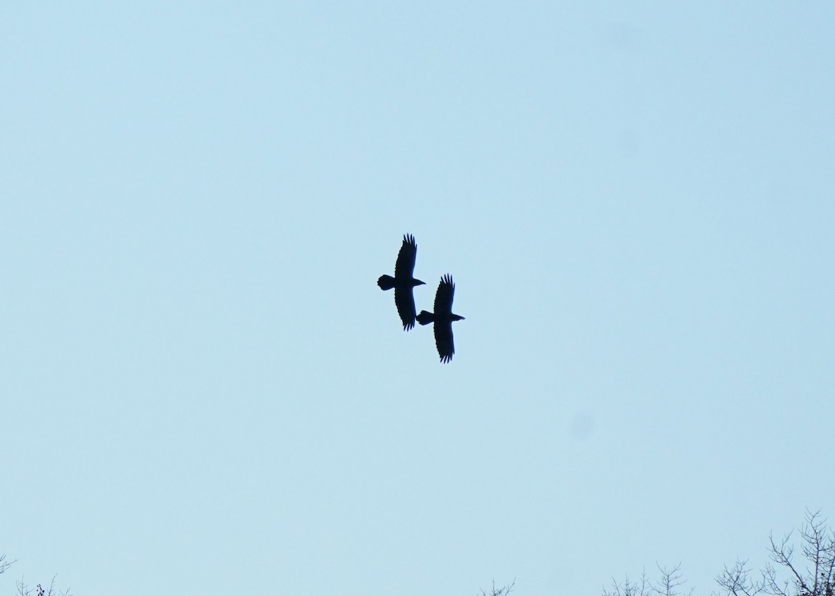 Erroi handia - ML644566270