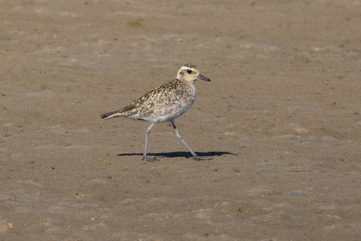 Pluvier fauve - ML644566273