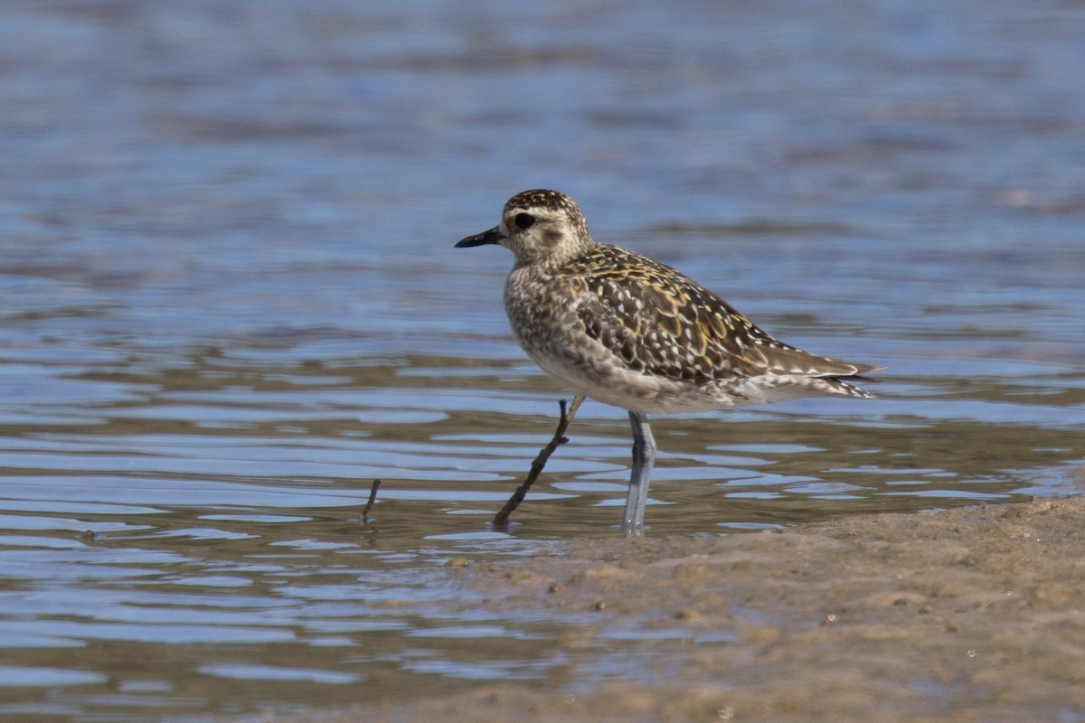 Pluvier fauve - ML644566274