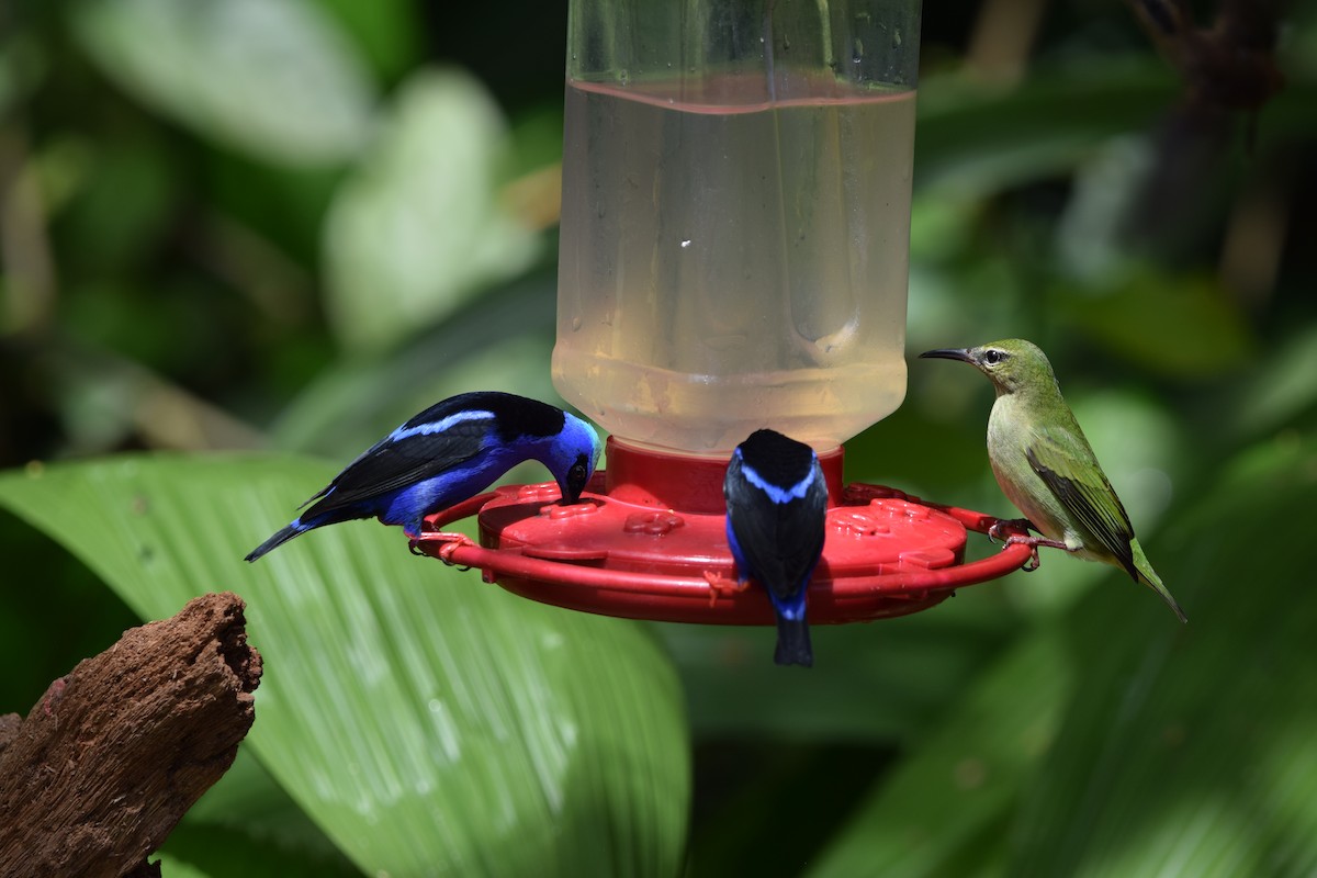 Танагра-медоїд бірюзова - ML644566275