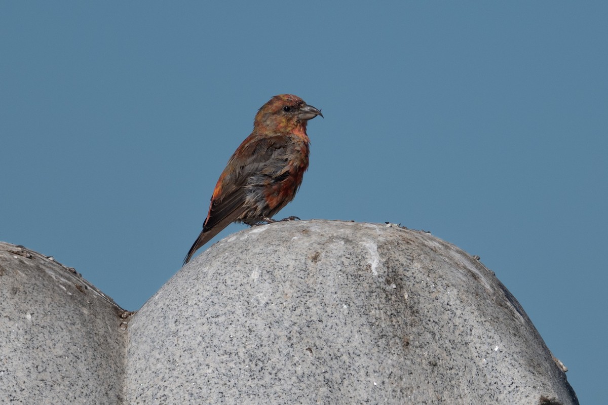 Mokoker arrunta - ML644566308