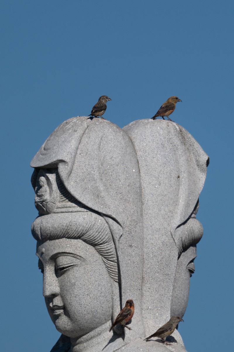 Mokoker arrunta - ML644566309