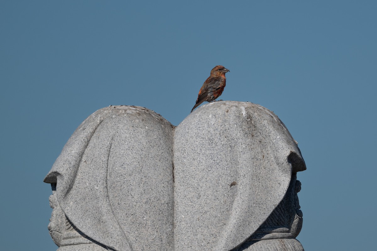 Mokoker arrunta - ML644566310