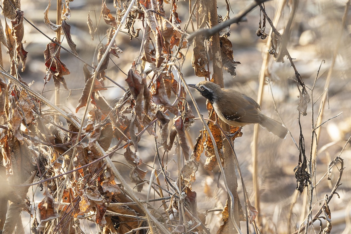 Rusty-backed Antwren - ML644566313