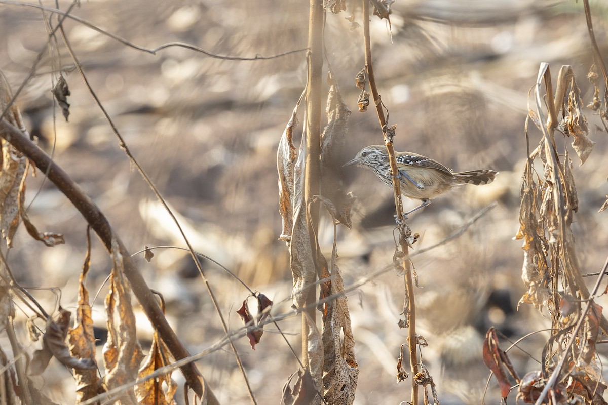Rusty-backed Antwren - ML644566314